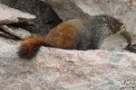 PICTURES/Mt. Evans - Idaho Springs, Colorado/t_Marmot26.JPG